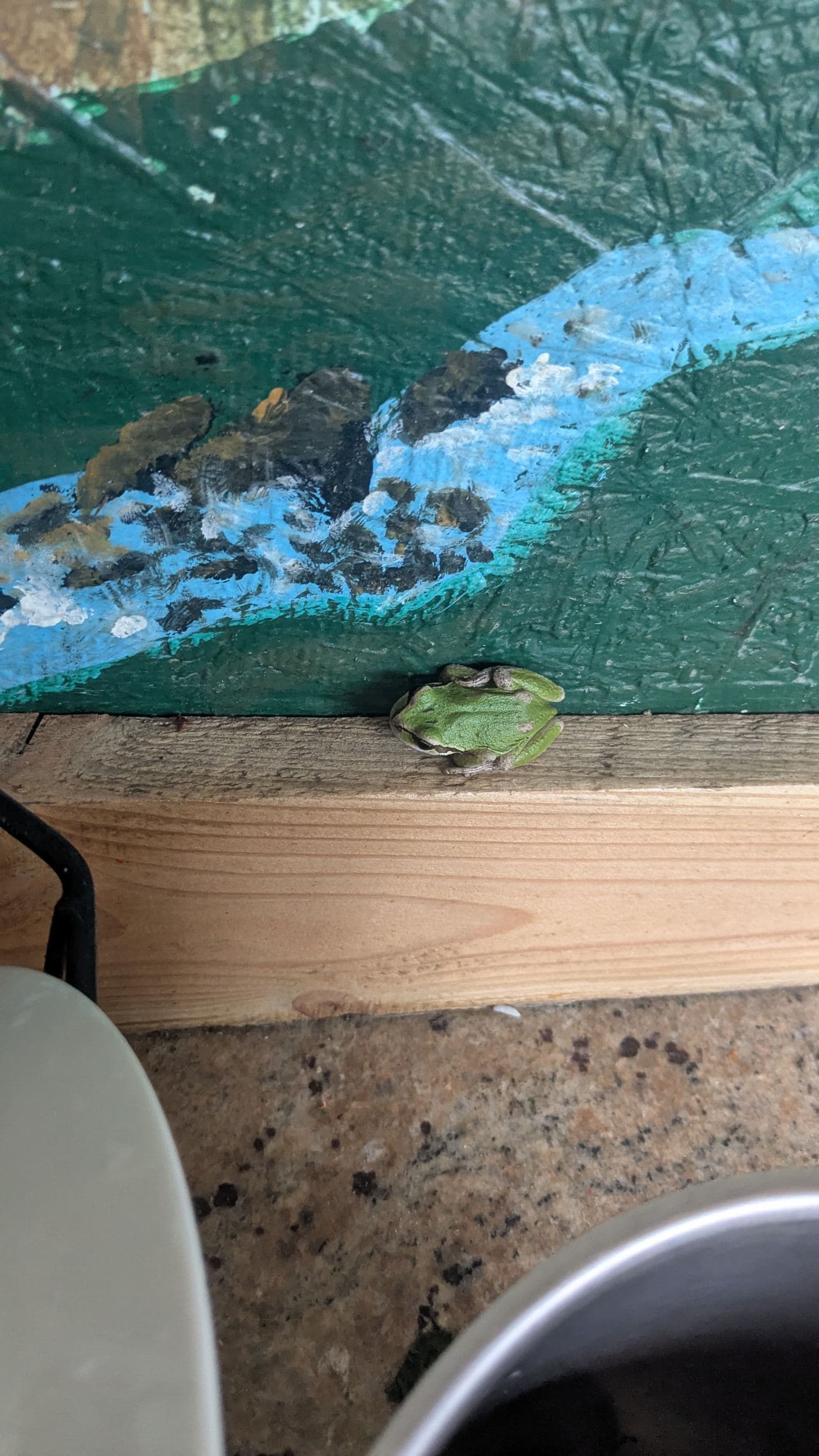 A Pacific tree frog resting on the wooden ledge beneath the painted creek of the outdoor kitchen mural